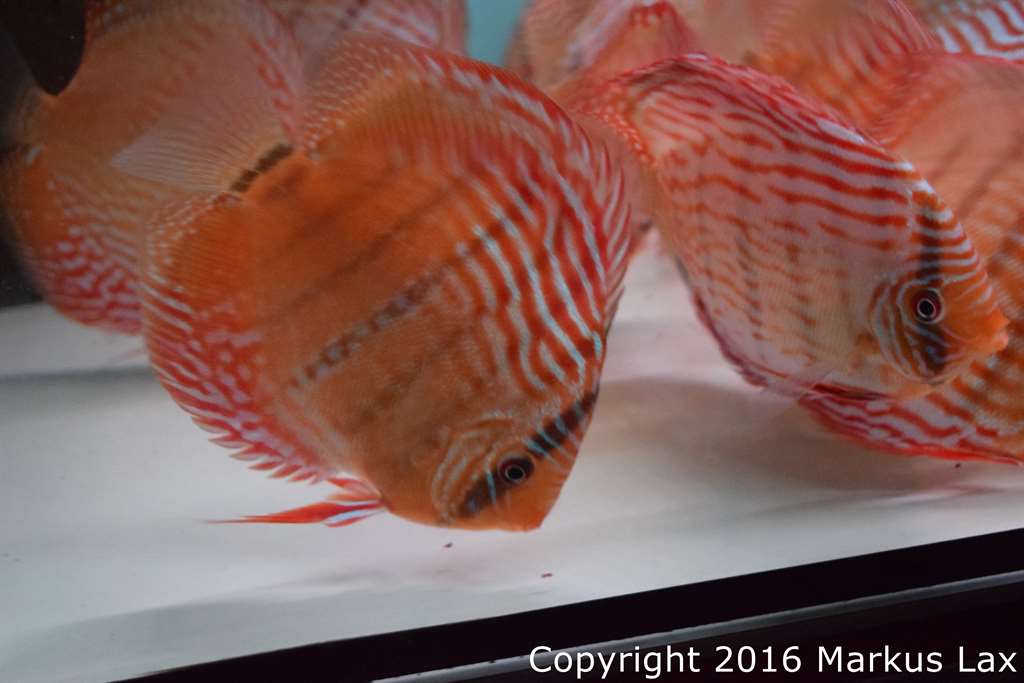 Red Ica WF x RT